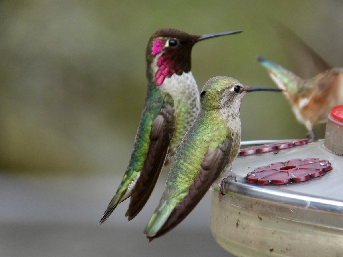 Anna's Hummingbird - Howard Sands