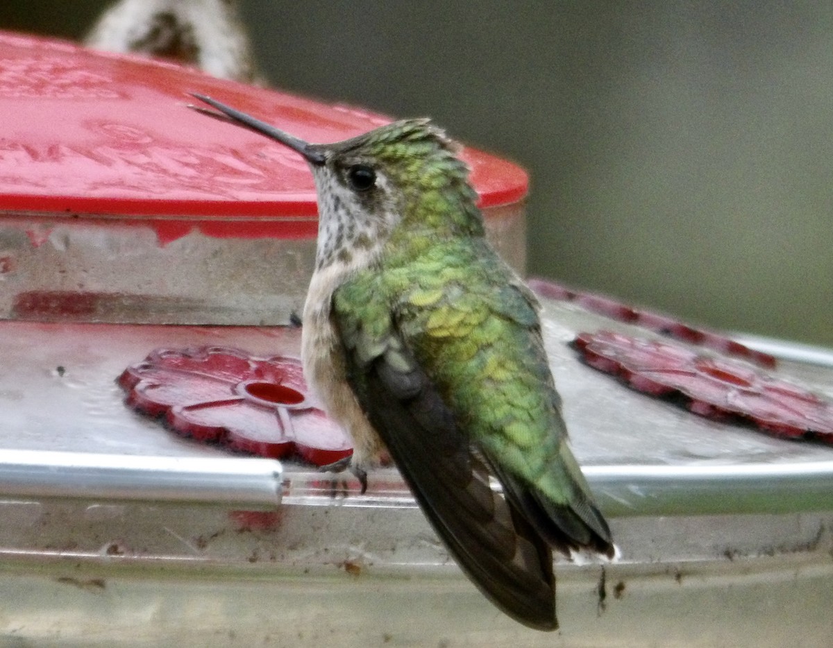 Calliope Hummingbird - ML618214764