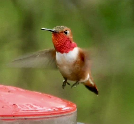 Rufous Hummingbird - ML618214793