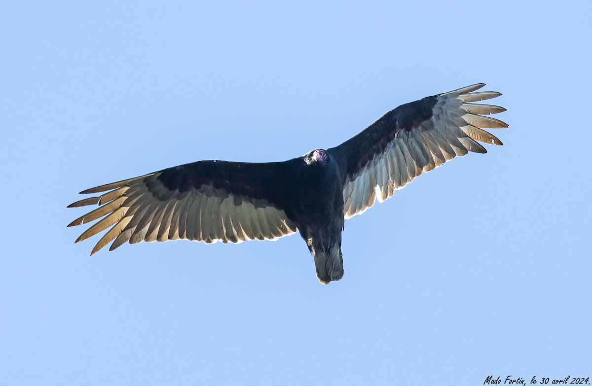 Turkey Vulture - madeleine fortin