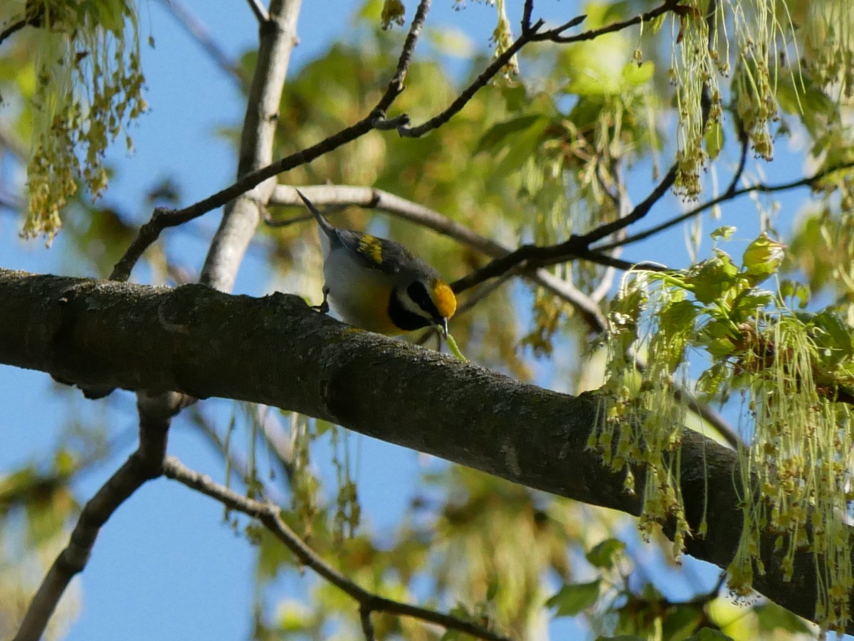 Golden-winged Warbler - Gail Smith