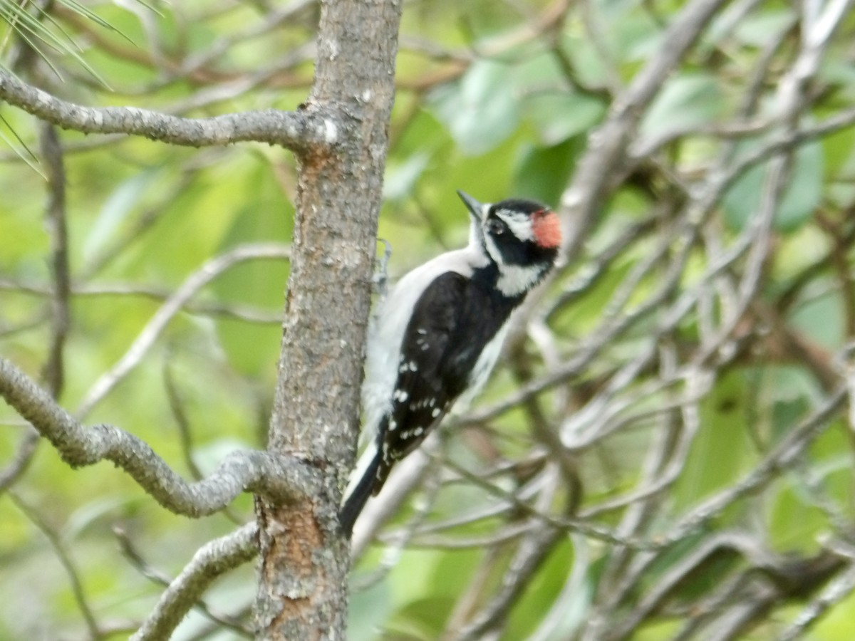 Downy Woodpecker - Howard Sands