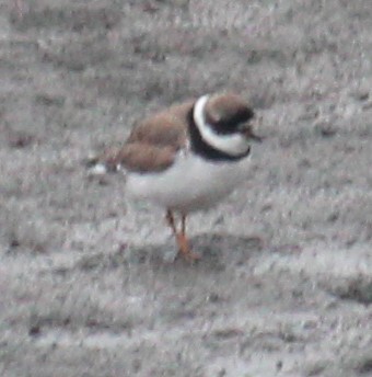 Semipalmated Plover - ML618214869