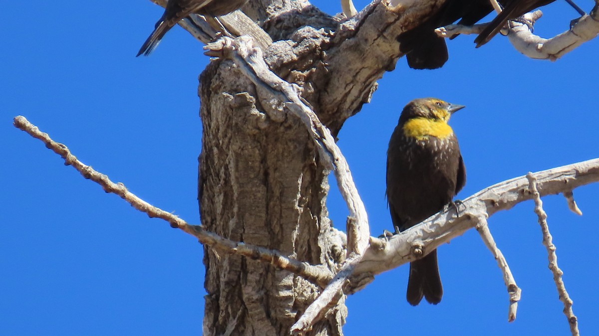 Yellow-headed Blackbird - Merri R