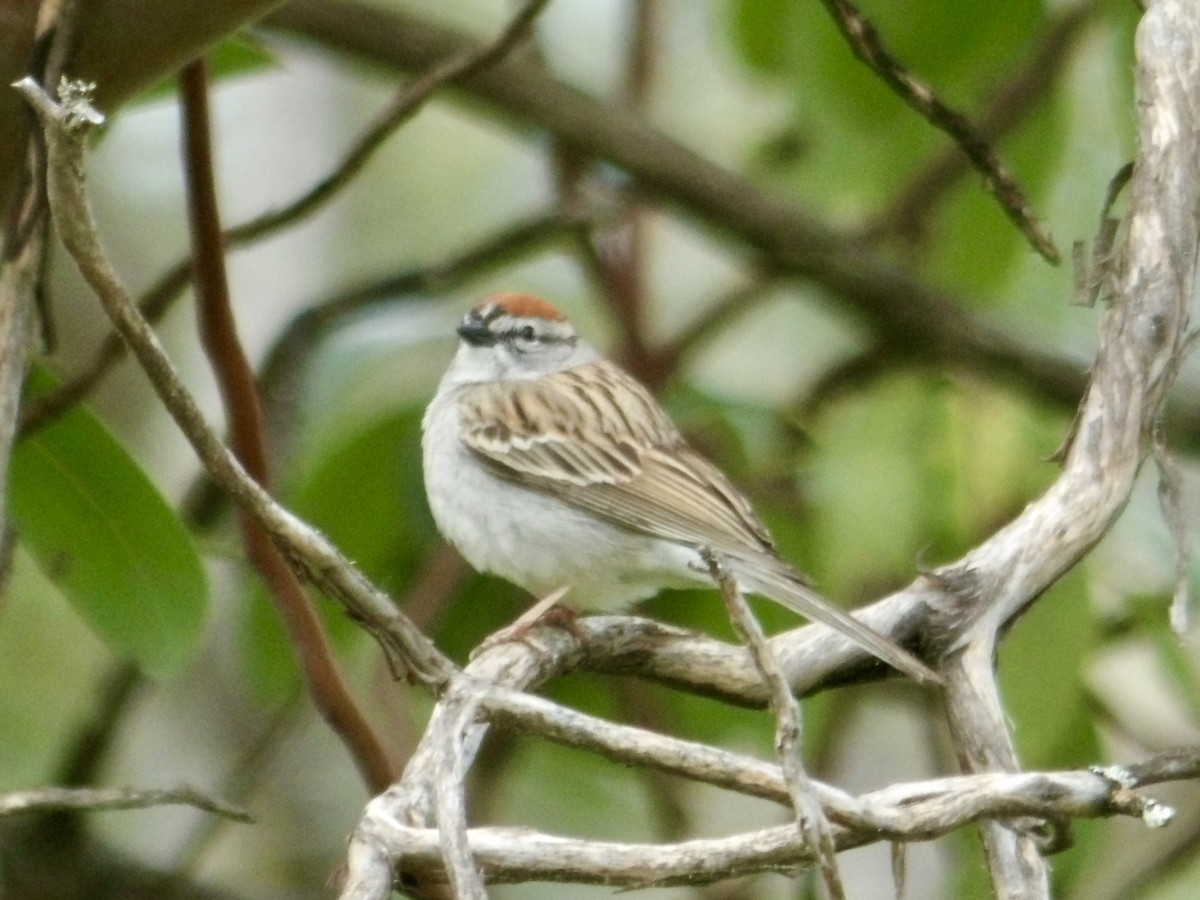 Chipping Sparrow - Howard Sands