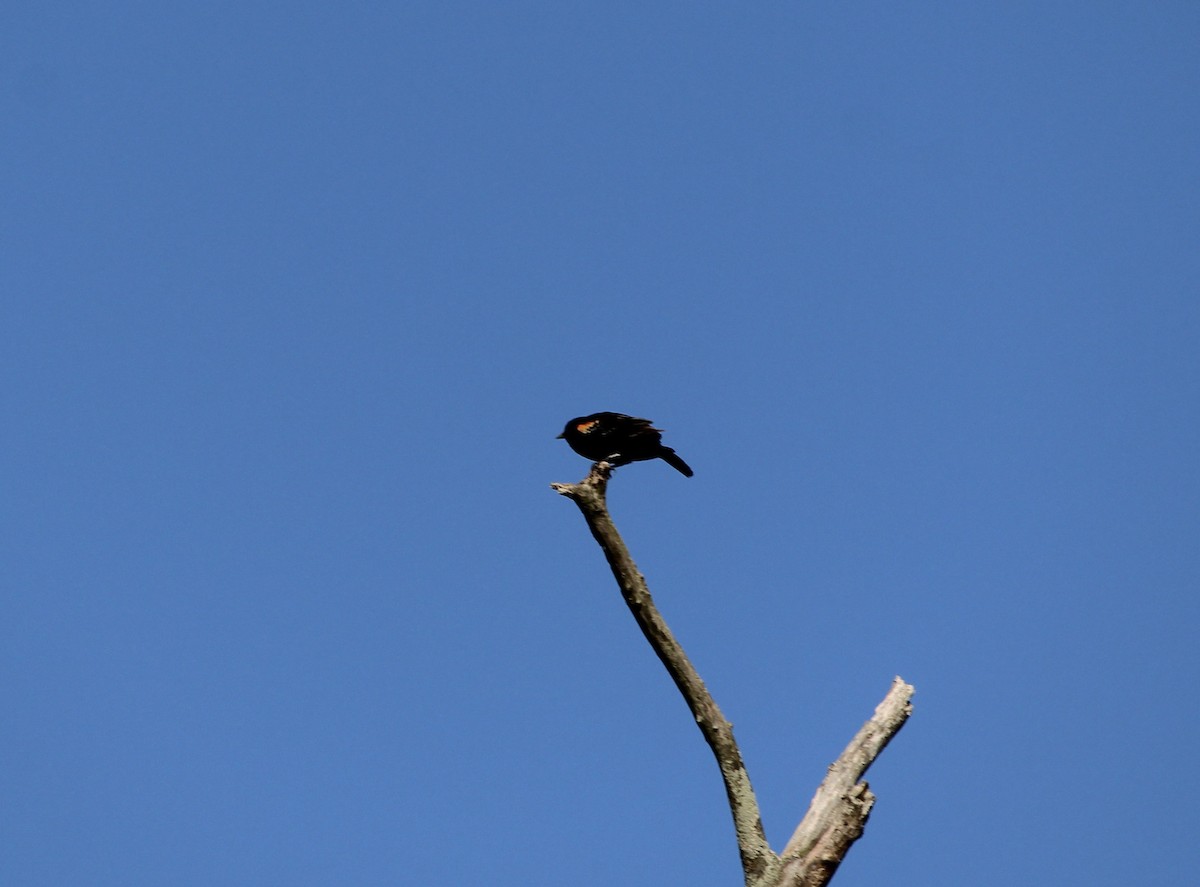 Red-winged Blackbird - ML618214918