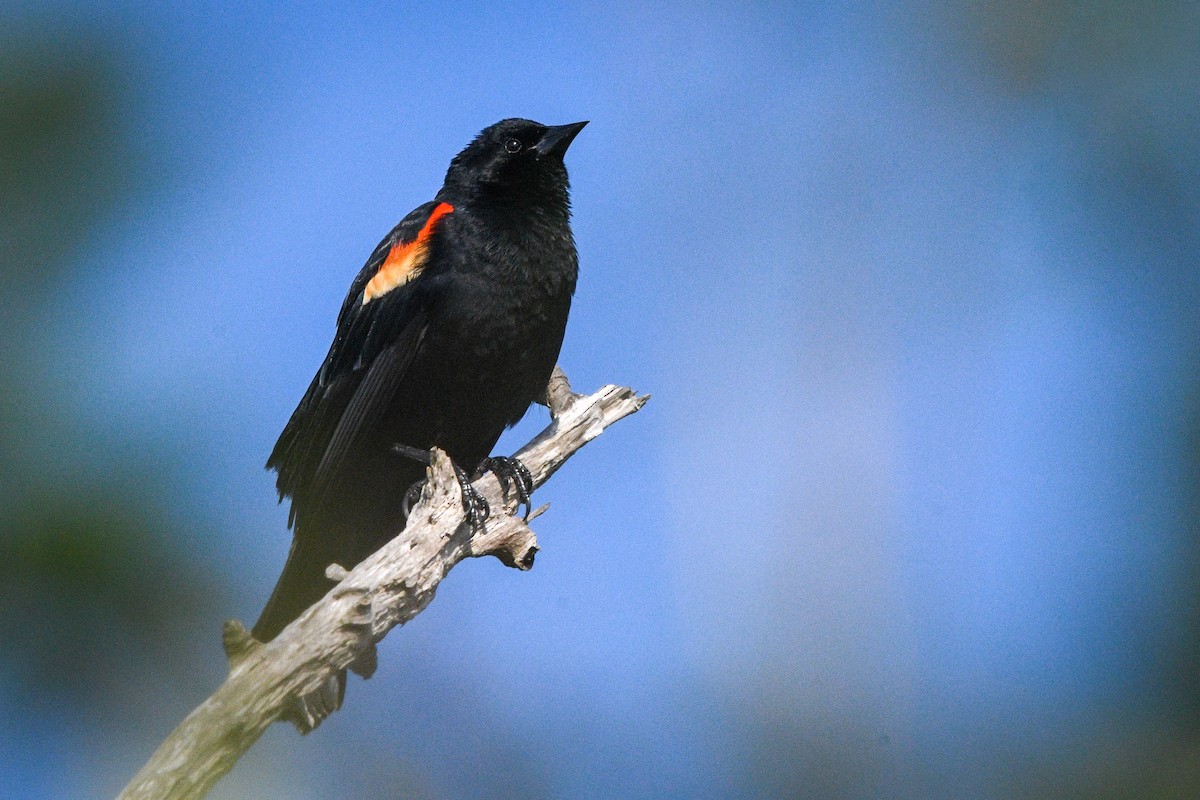 Red-winged Blackbird - ML618214919