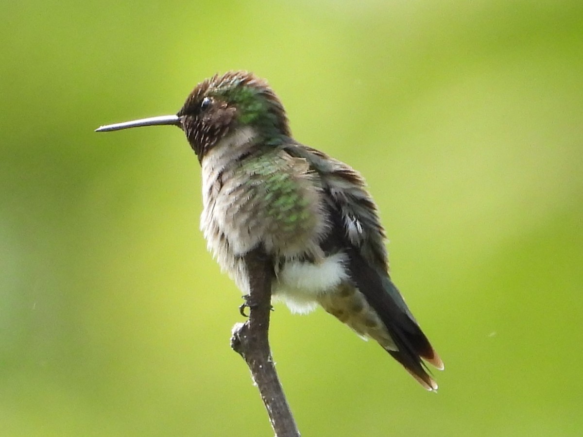 Ruby-throated Hummingbird - Mike Cianciosi
