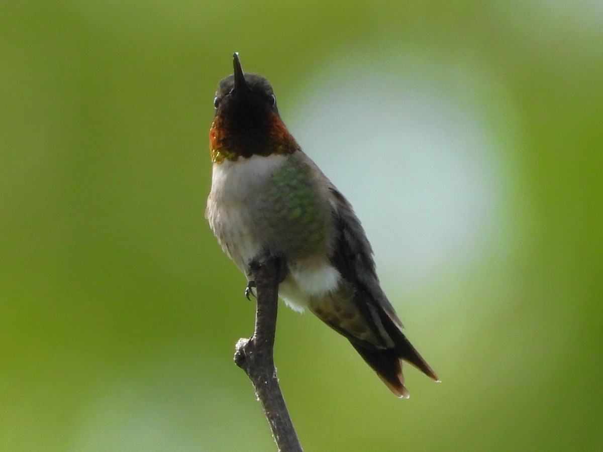 Ruby-throated Hummingbird - Mike Cianciosi