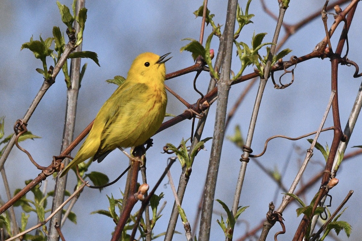 Yellow Warbler - Brian Bailey