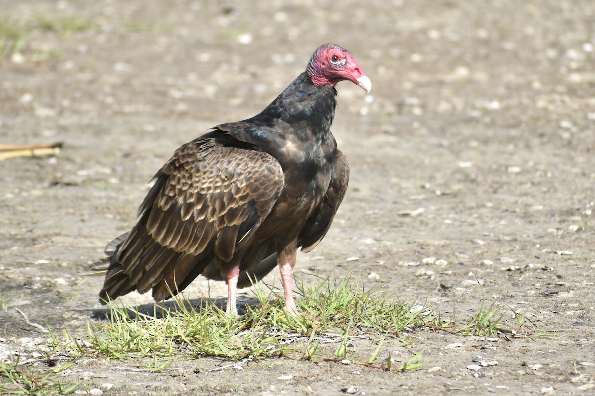 Turkey Vulture - Alena Capek
