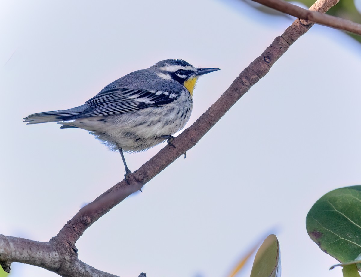 Yellow-throated Warbler - Joseph Pescatore