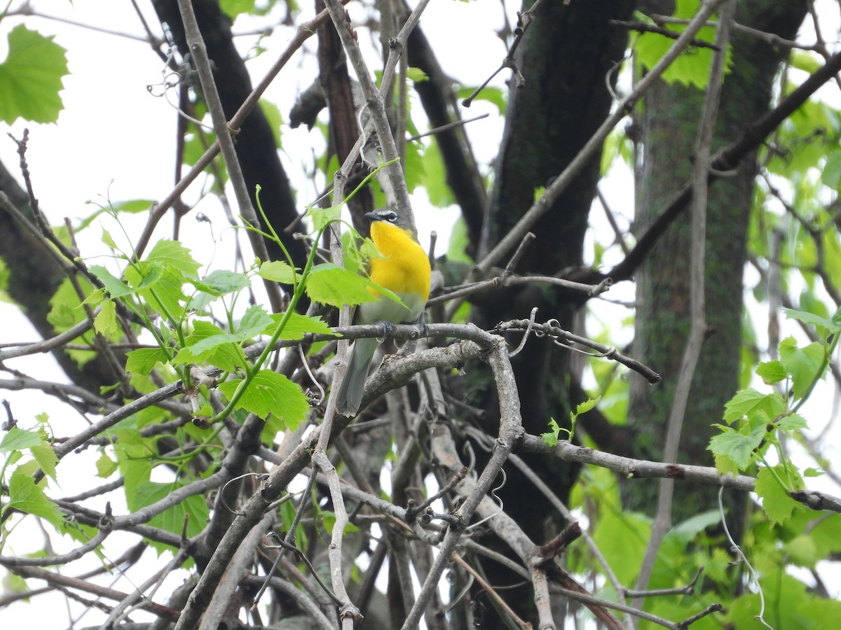 Yellow-breasted Chat - ML618215064