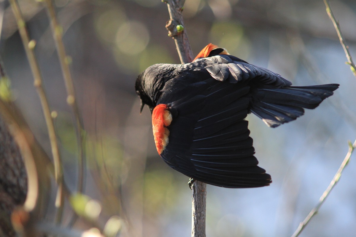 Red-winged Blackbird - ML618215082
