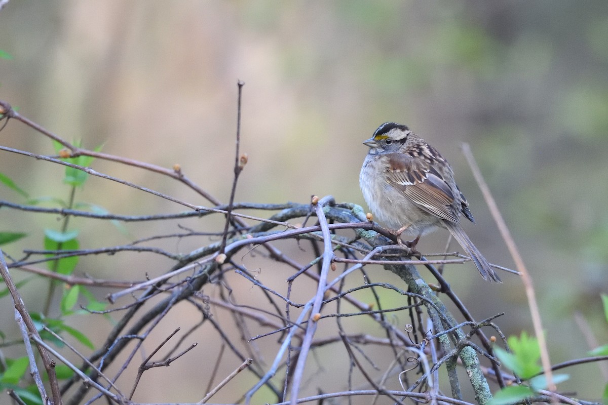 White-throated Sparrow - Andrew Schopieray