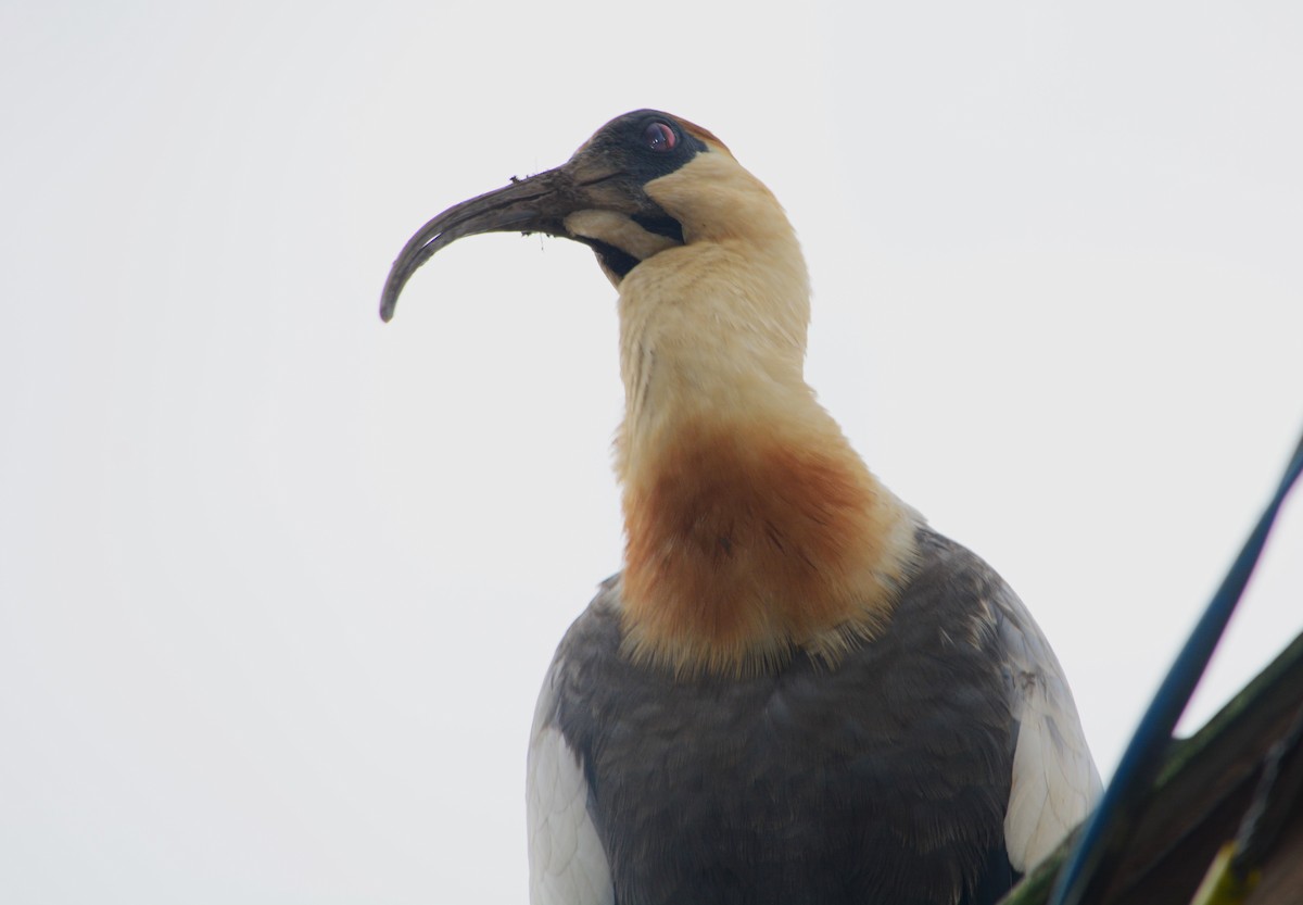 Buff-necked Ibis - ML618215126