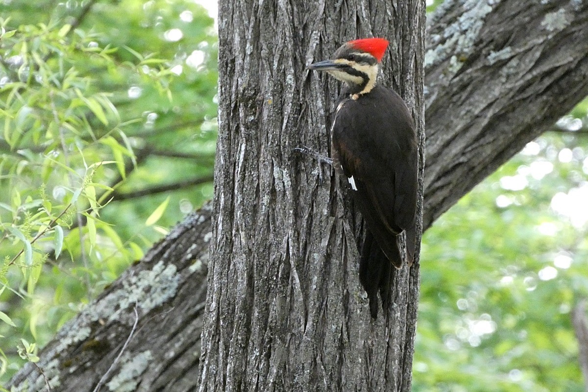 Pileated Woodpecker - Keith Viglietta