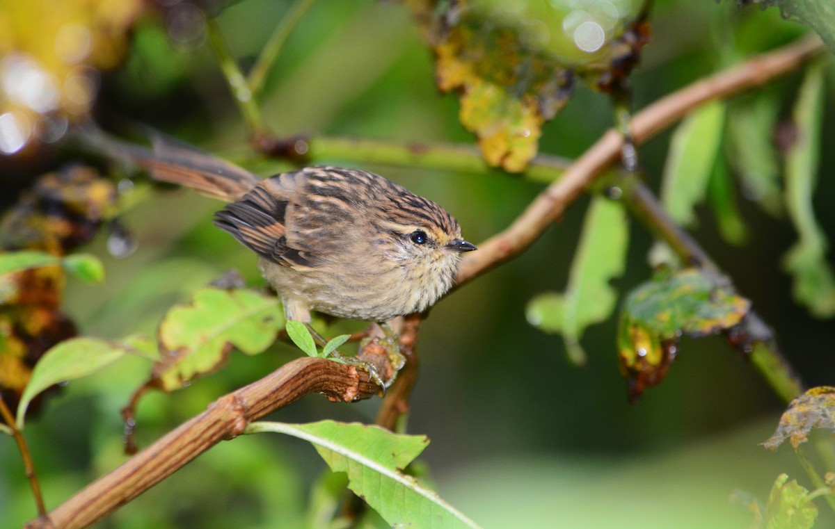 Striolated Tit-Spinetail - ML618215143