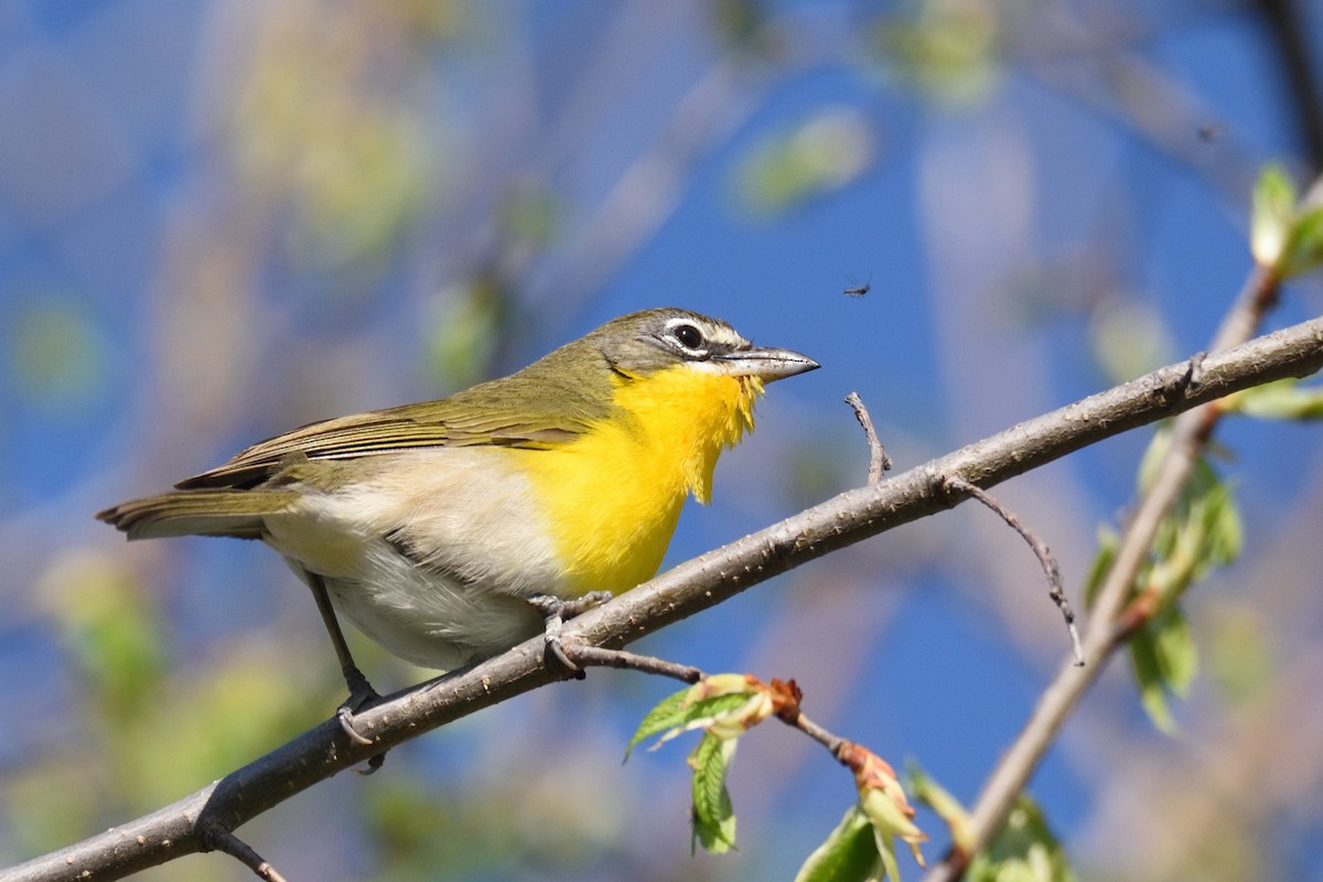 Yellow-breasted Chat - Andrew Schopieray