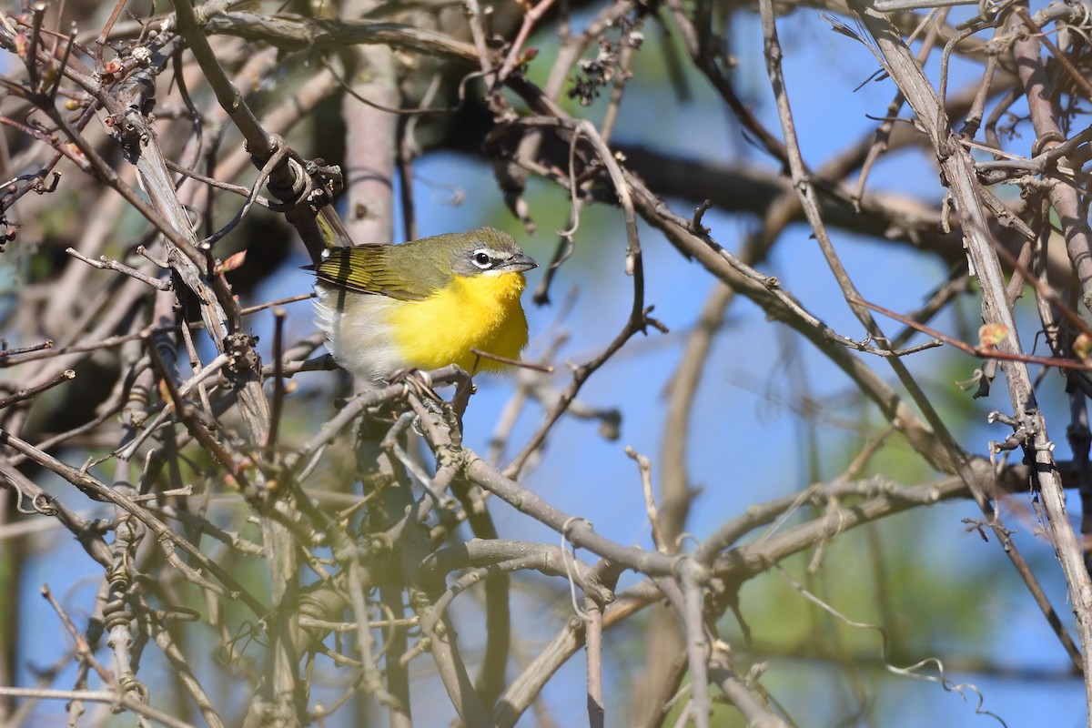 Yellow-breasted Chat - ML618215148