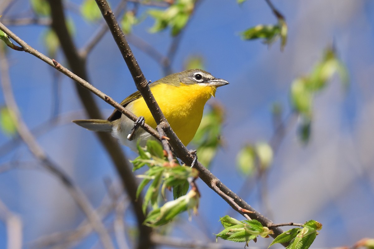 Yellow-breasted Chat - ML618215149