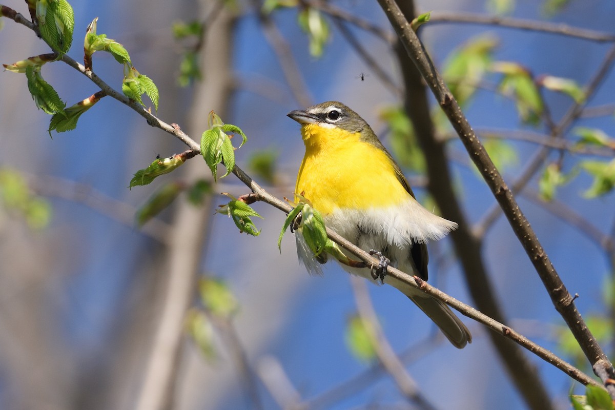 Yellow-breasted Chat - ML618215150