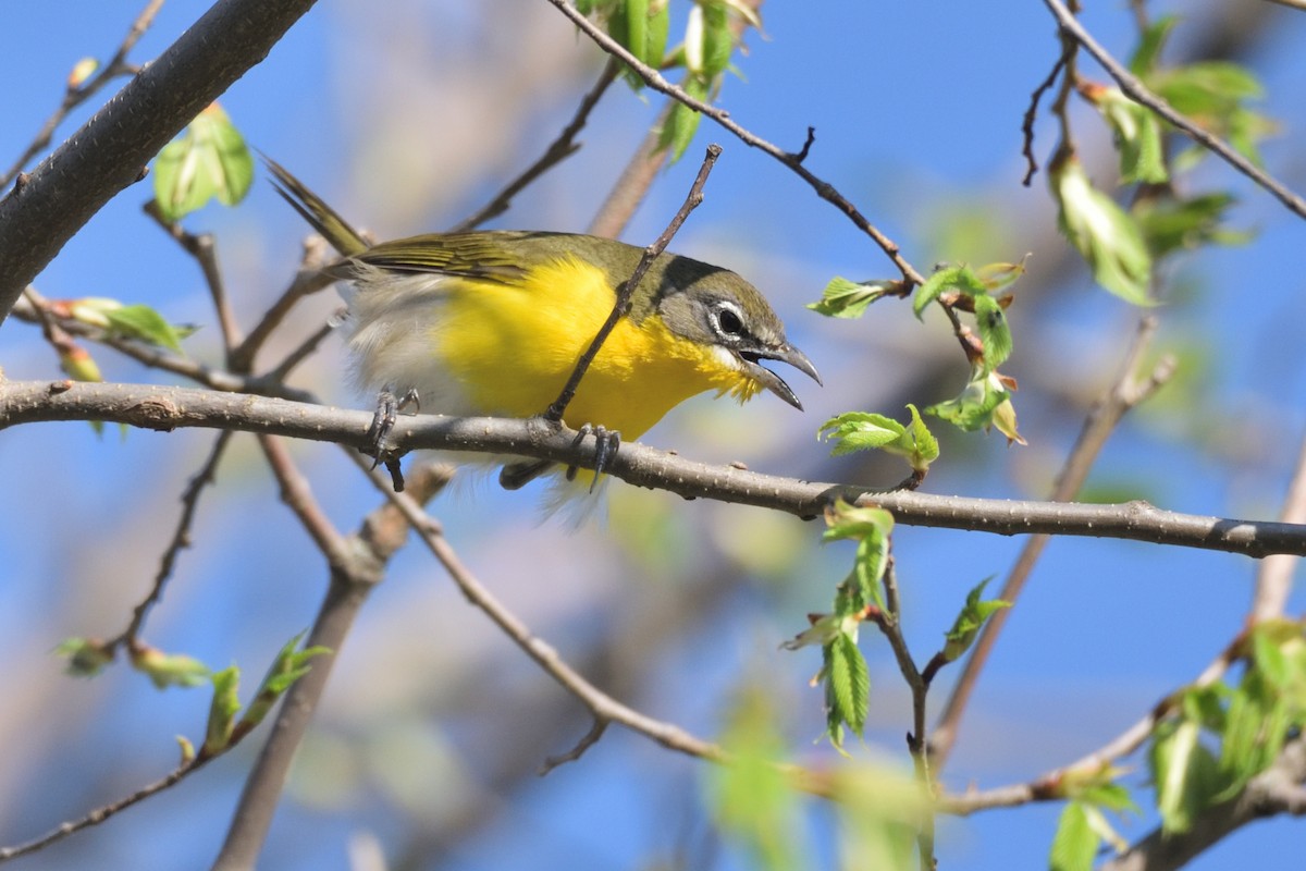 Yellow-breasted Chat - ML618215152