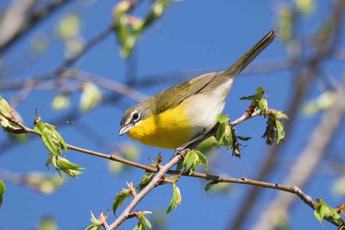 Yellow-breasted Chat - ML618215153