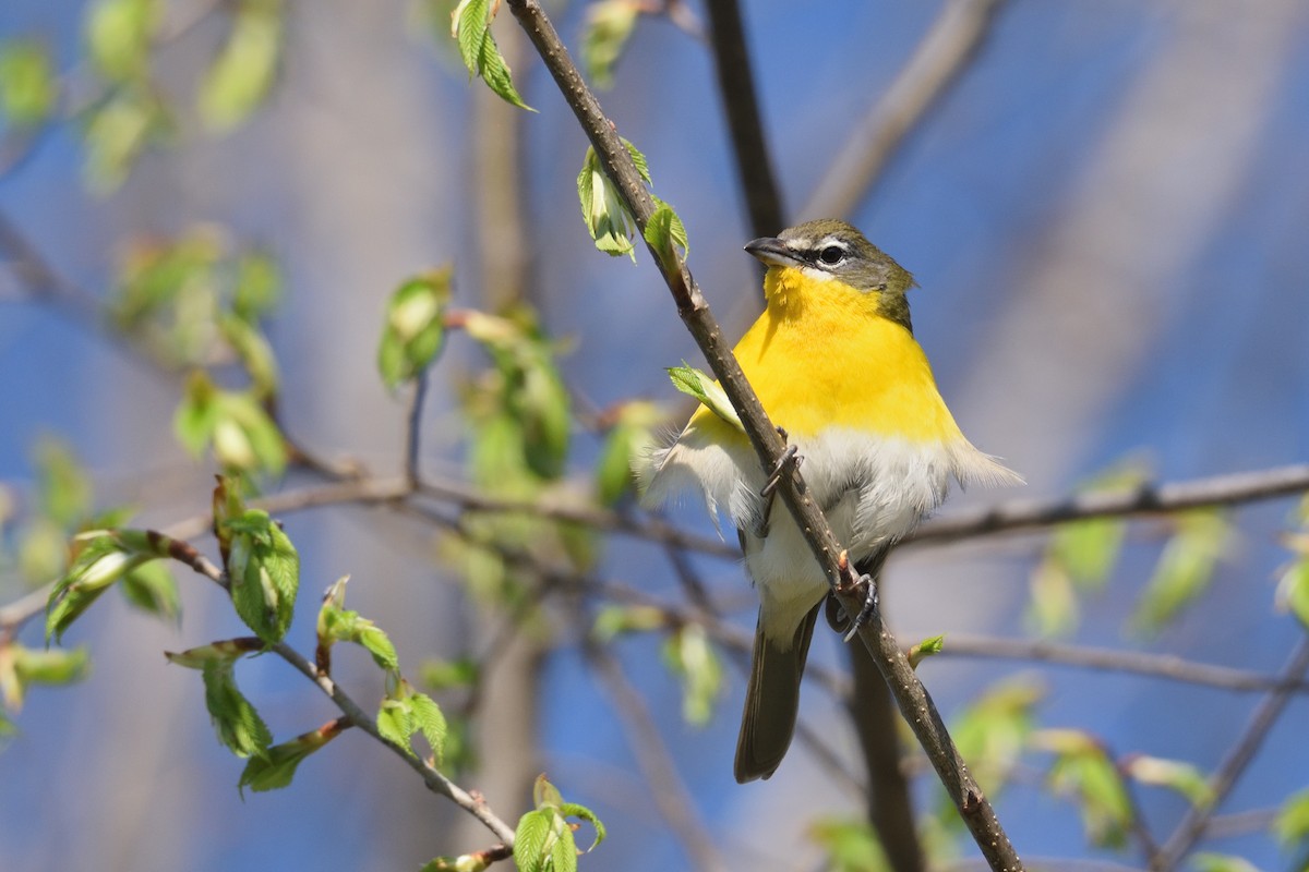 Yellow-breasted Chat - ML618215156