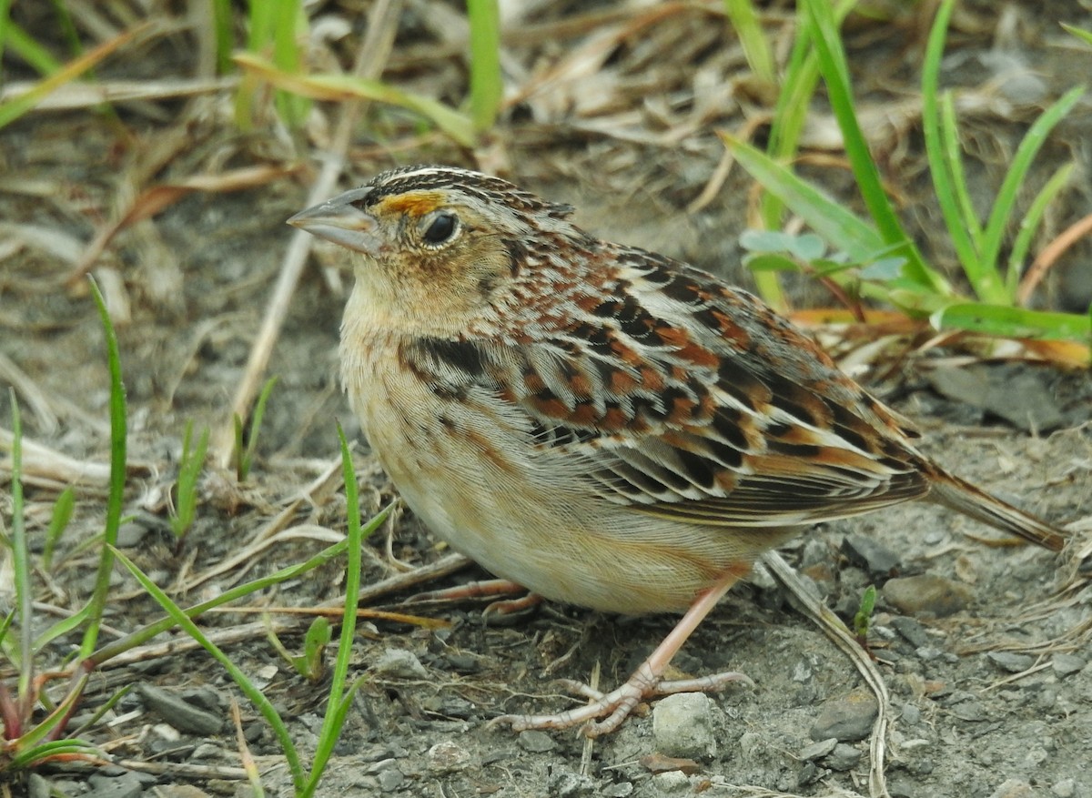 Grasshopper Sparrow - ML618215168