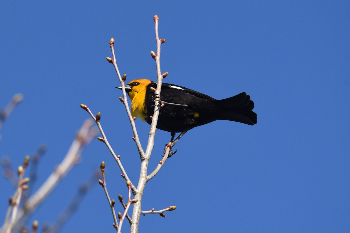 Yellow-headed Blackbird - Andrew Schopieray