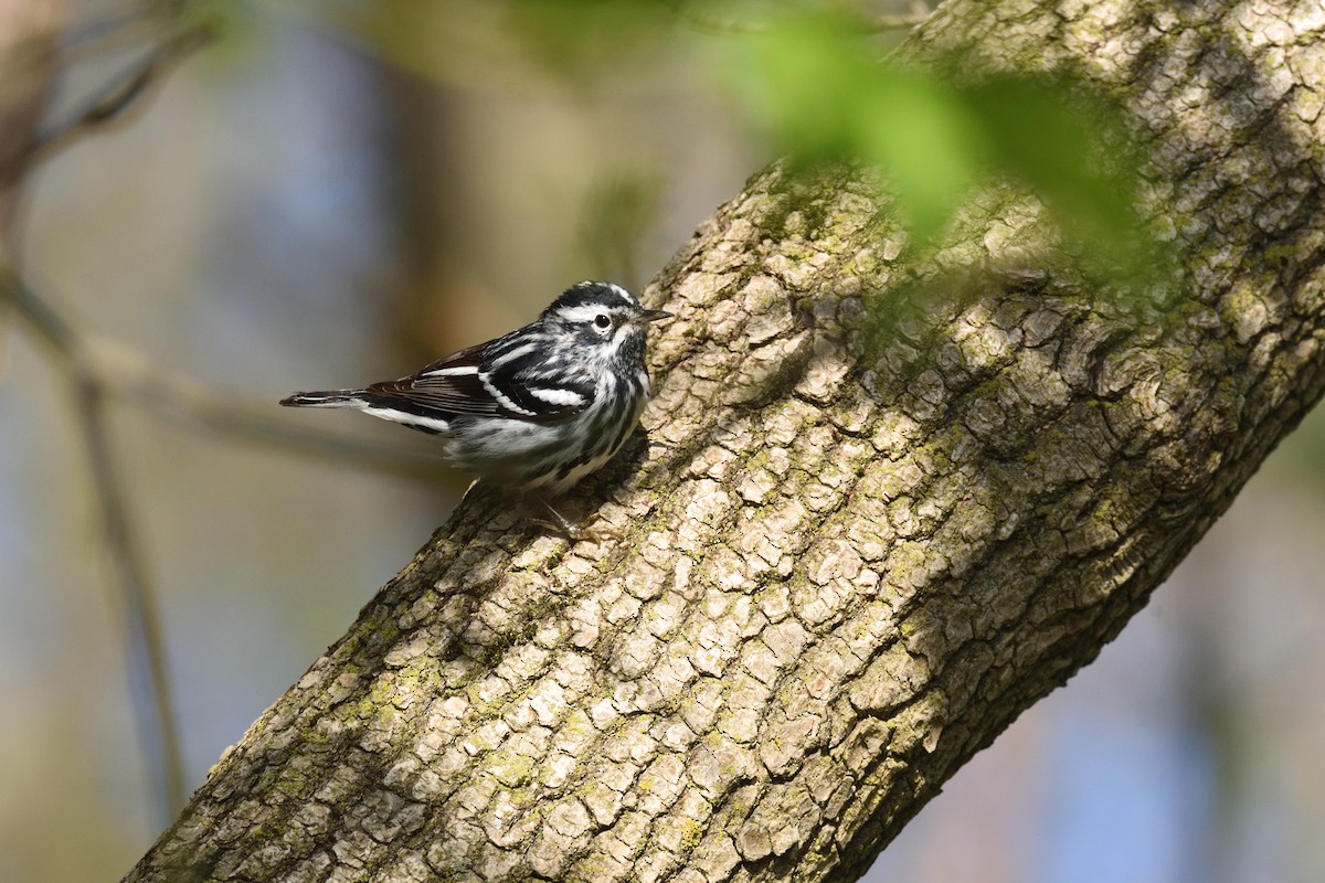 Black-and-white Warbler - Andrew Schopieray