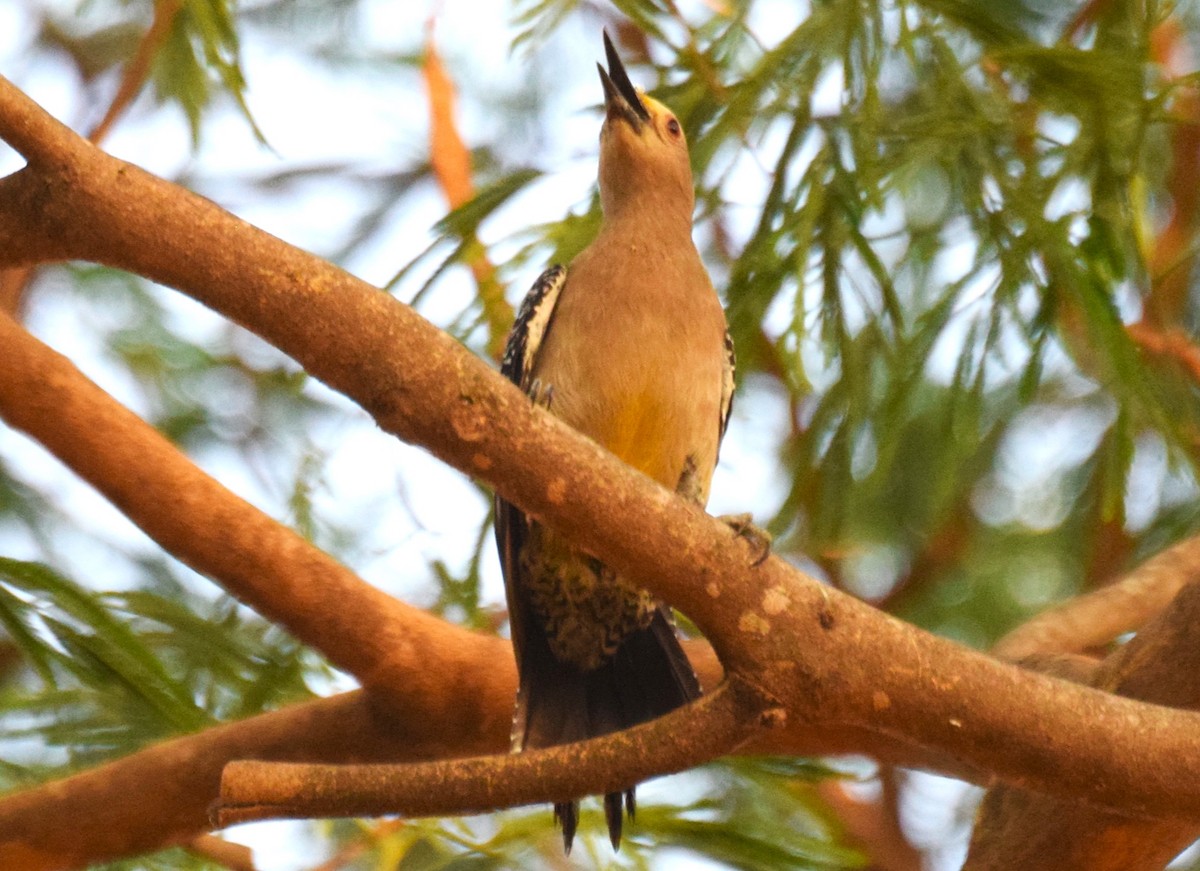Golden-fronted Woodpecker - ML618215208