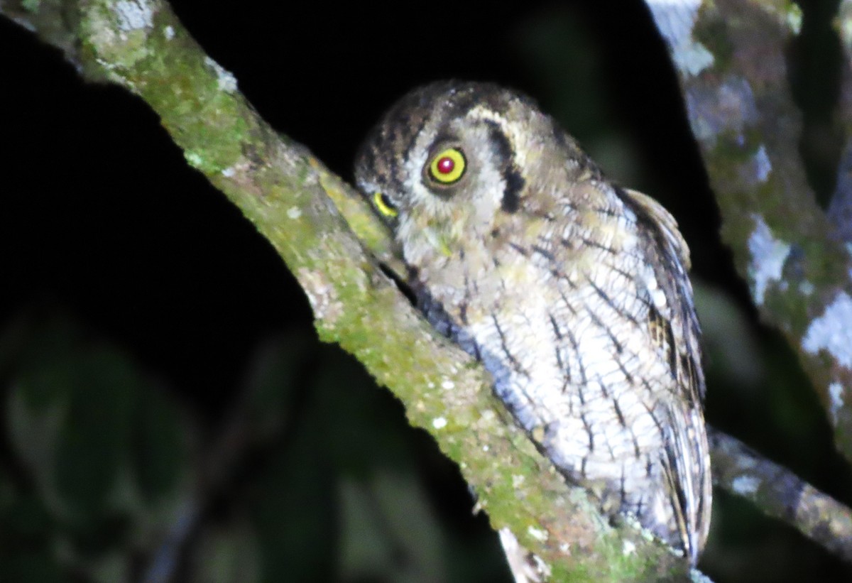 Tropical Screech-Owl - ML618215212
