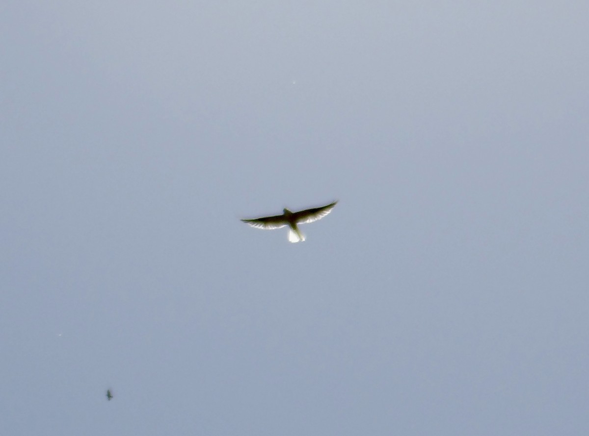White-tailed Kite - ML618215225