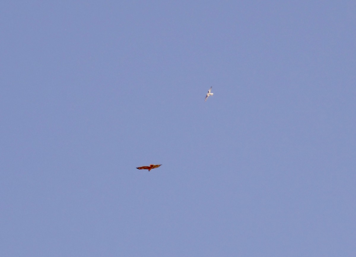 White-tailed Kite - Stanley Snyder