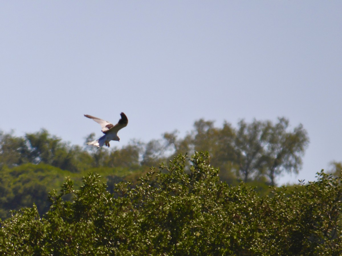 White-tailed Kite - ML618215228