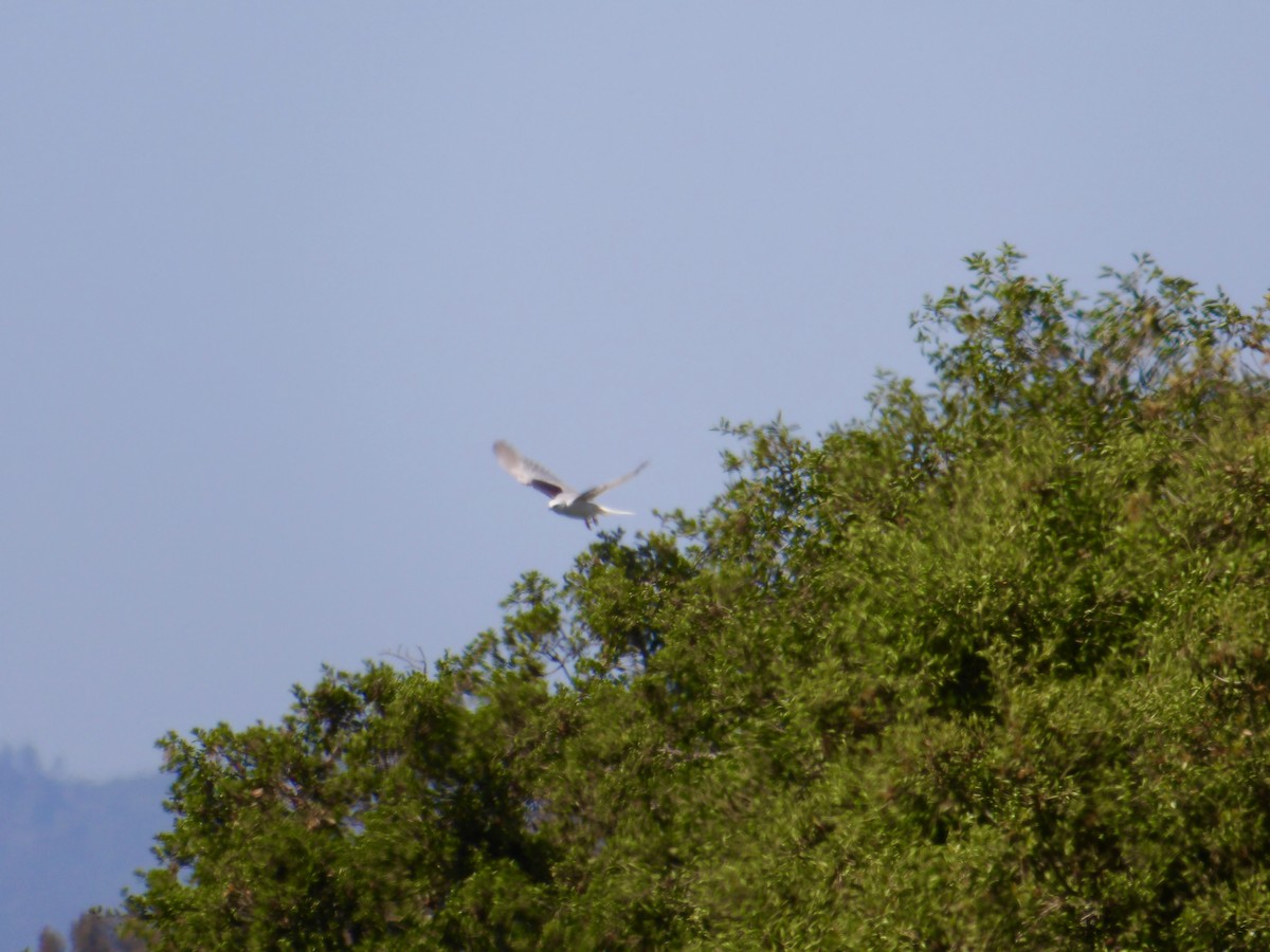 White-tailed Kite - Stanley Snyder