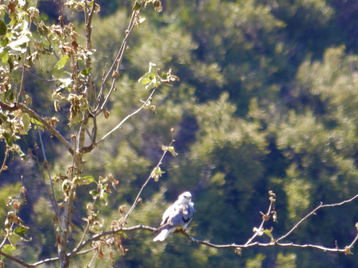 White-tailed Kite - ML618215230