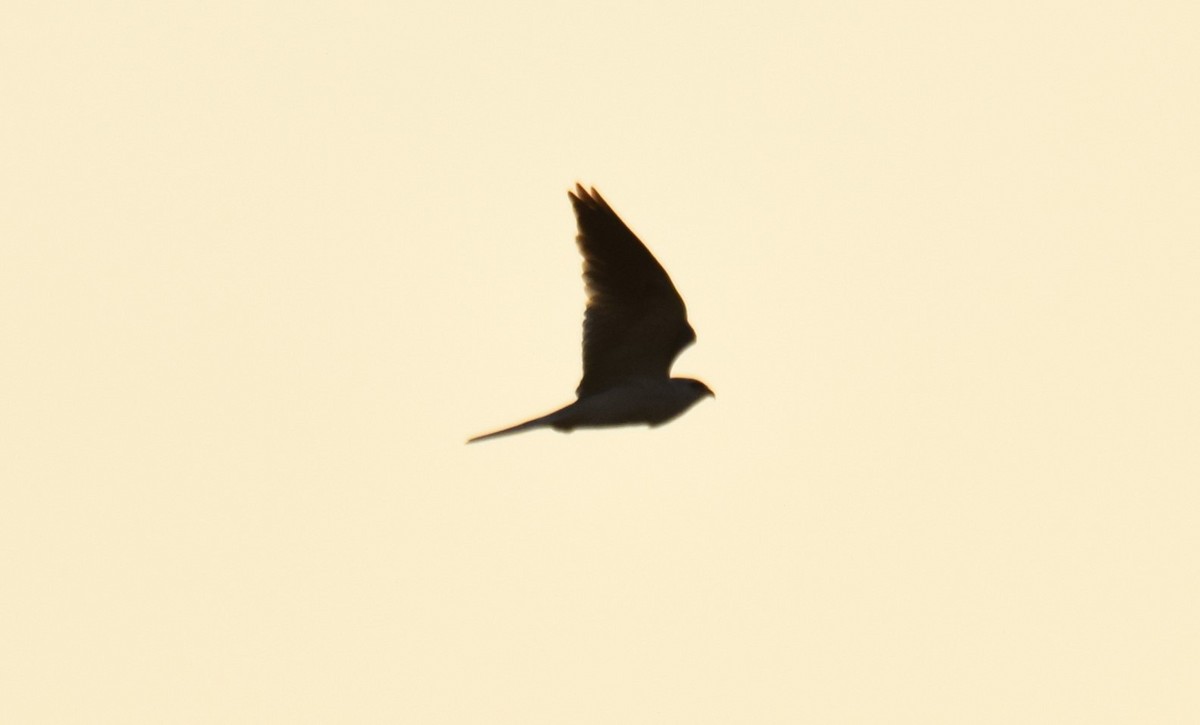 White-tailed Kite - Nestor Herrera