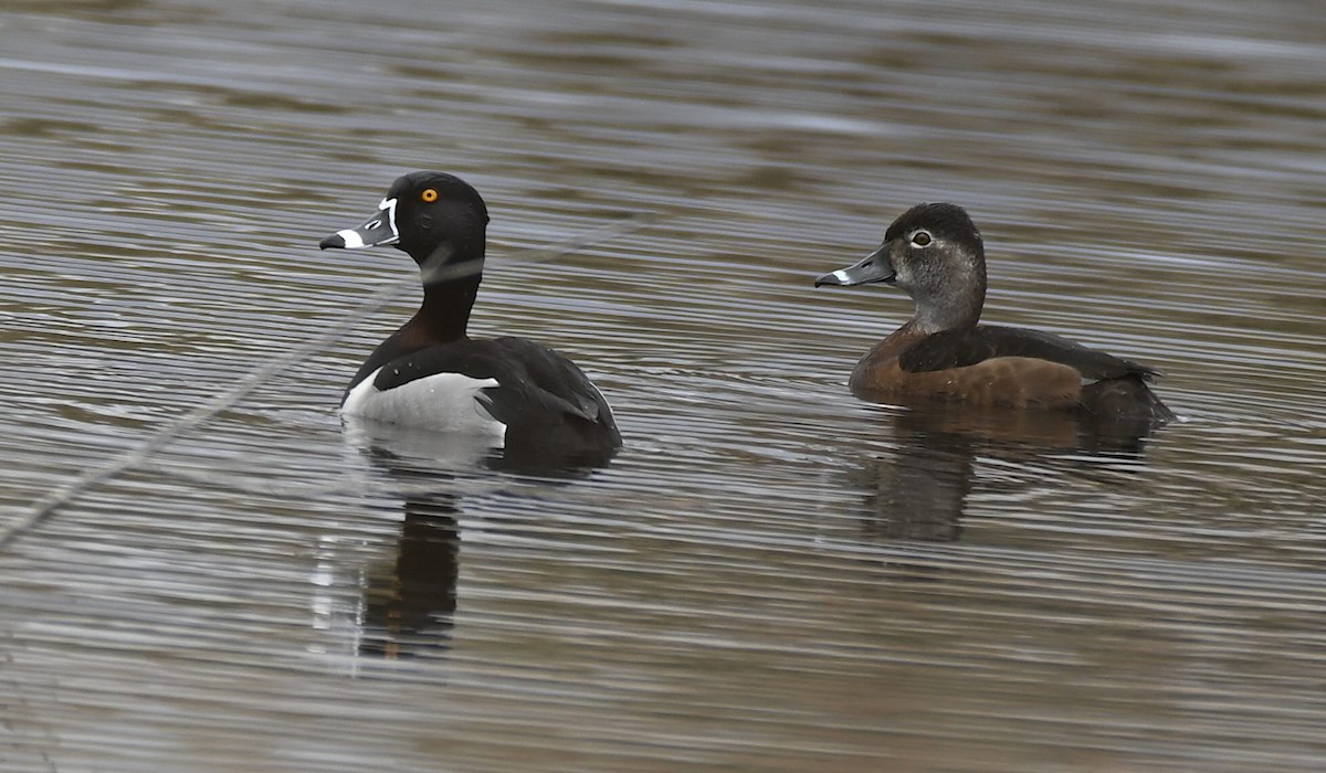 Ring-necked Duck - ML618215247