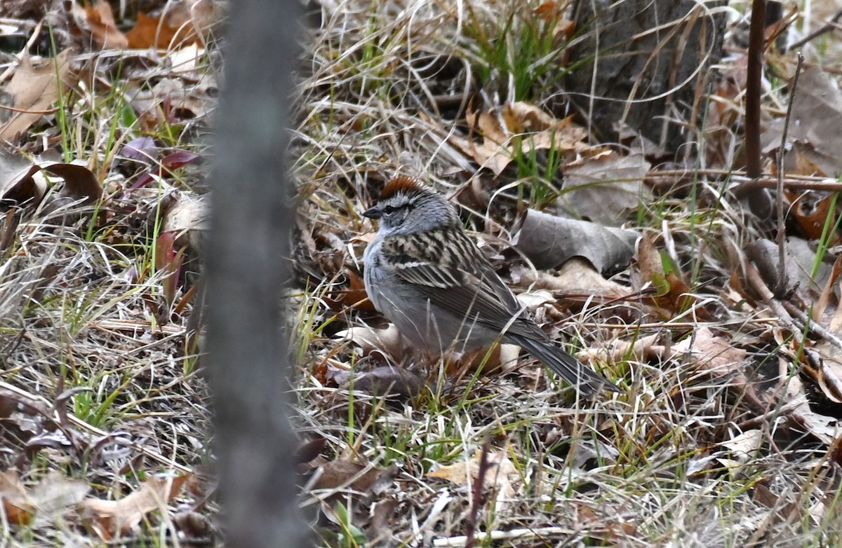 Chipping Sparrow - ML618215280