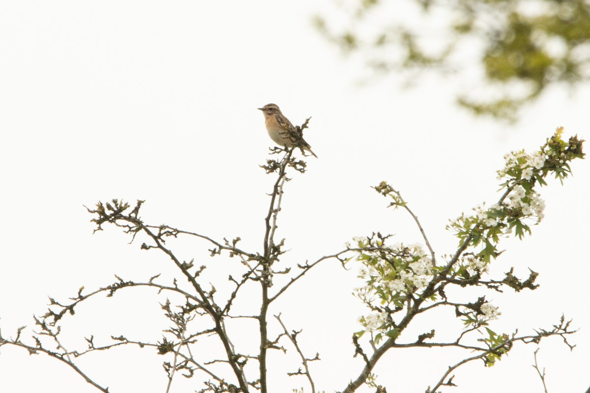 Whinchat - ML618215287