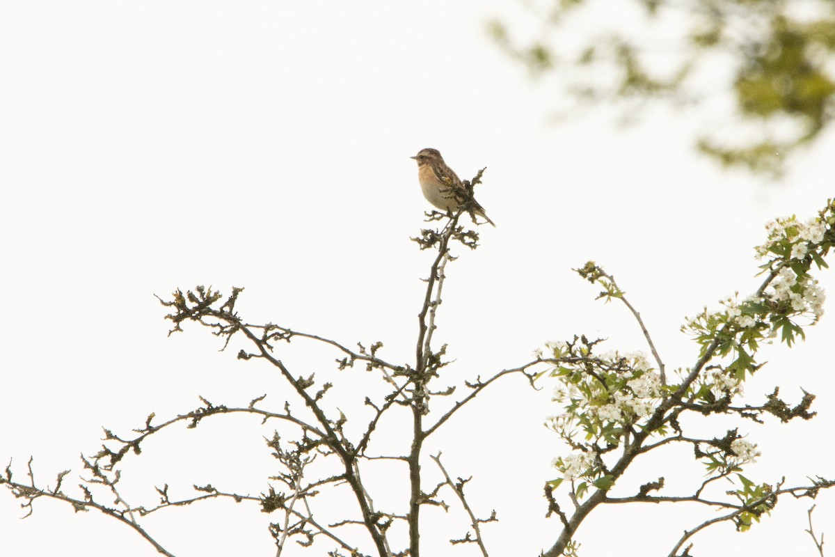 Whinchat - ML618215289
