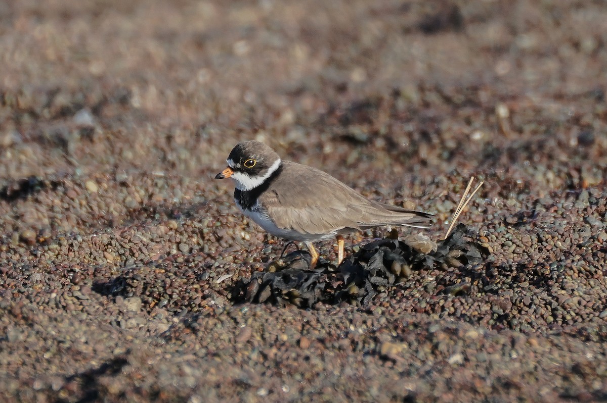Semipalmated Plover - ML618215301