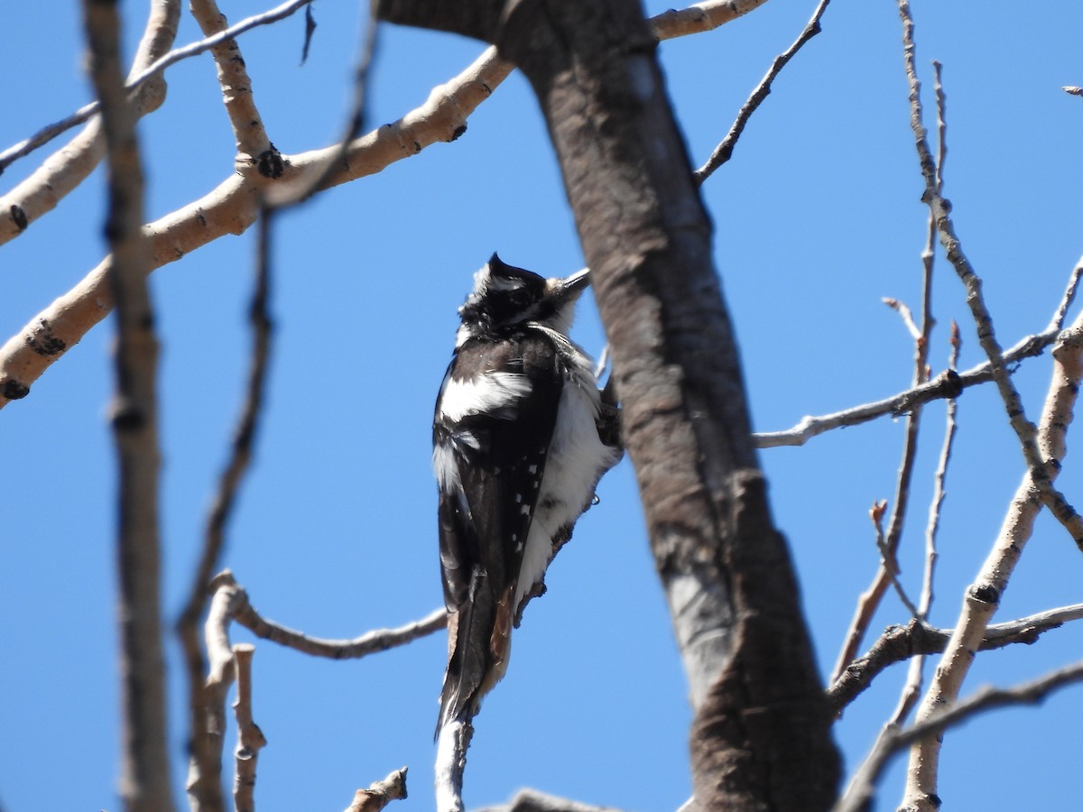 Hairy Woodpecker - Bosco Greenhead