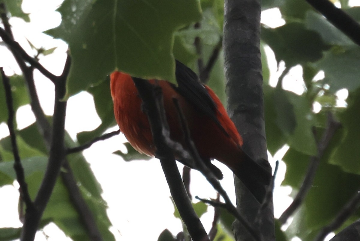 Scarlet Tanager - ML618215317