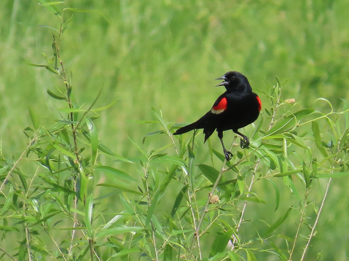 Red-winged Blackbird - ML618215325