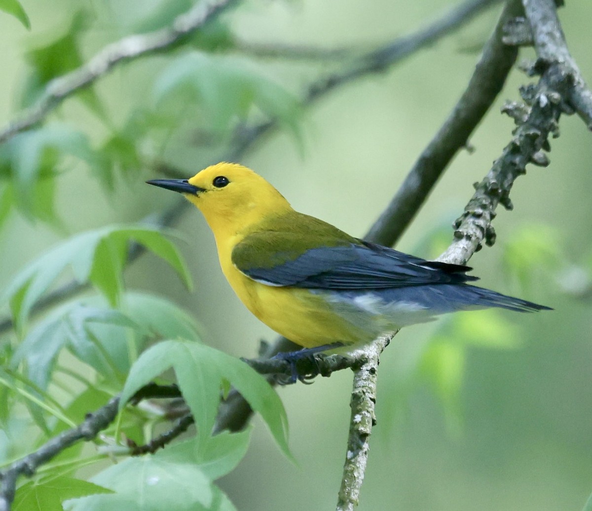 Prothonotary Warbler - ML618215330
