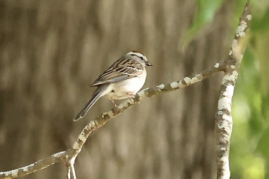 Chipping Sparrow - Karen Barlow